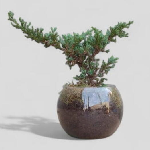 Bonsai de Pinheiro