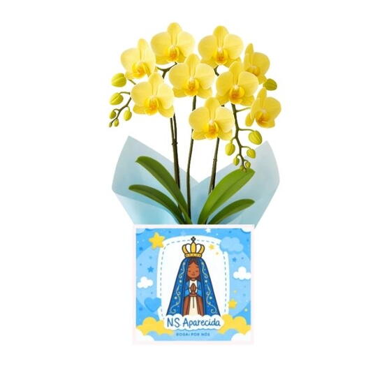 Arranjo de Orquidea amarela no cachepo da Nossa Senhora de Aparecida