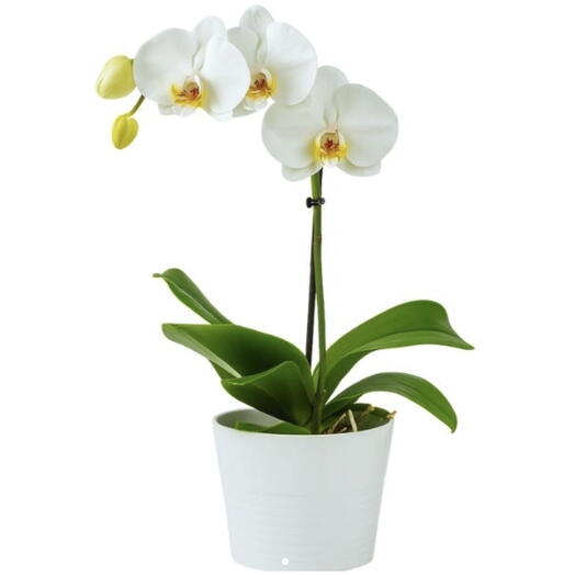 Orquidea Plantada Branca