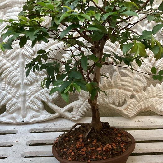 Bonsai jabuticaba vaso de cerâmica