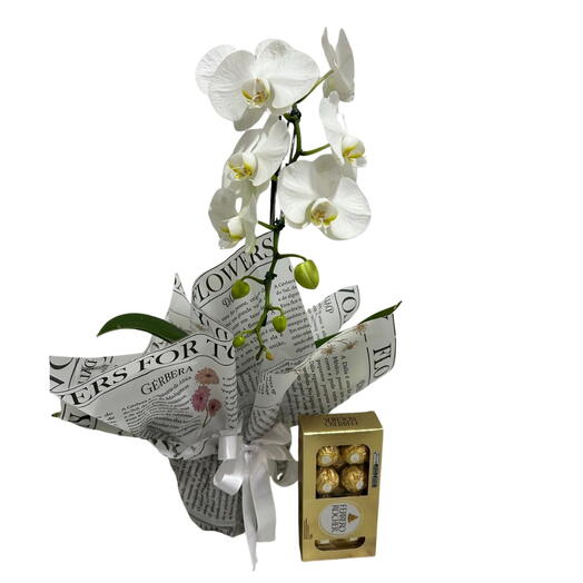 Orquidea Cascata Branca e Ferrero Rocher
