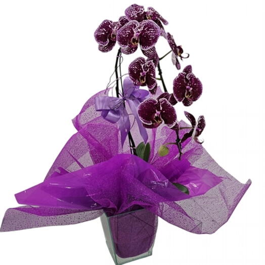 Orquidea Super Premium Lilas