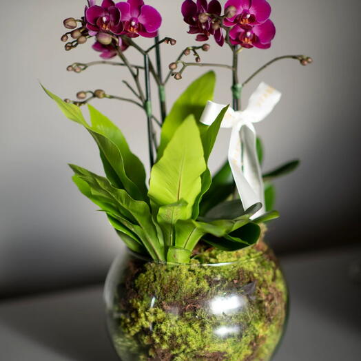 Arranjo de Mini Orquídea Phalaenopsis Pink em Vaso de Vidro | La Floricultura