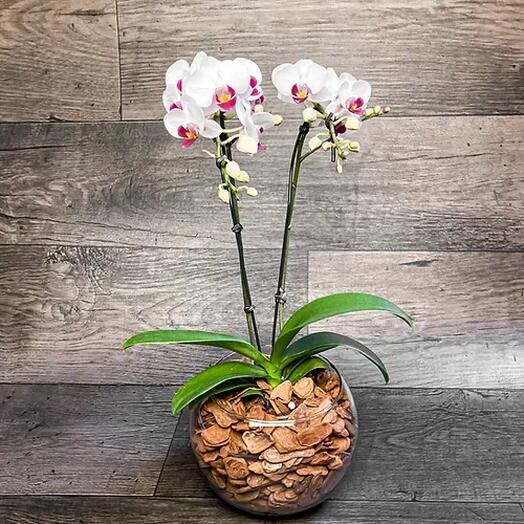 Mini Orquidea Phalaenopsis