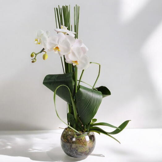 Orquidea Premium