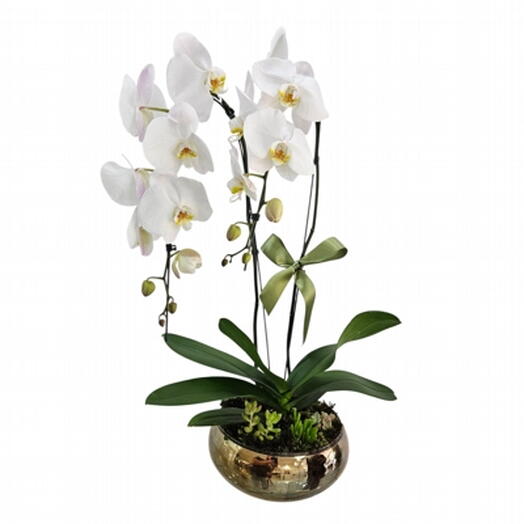 Orquidea Super Premium