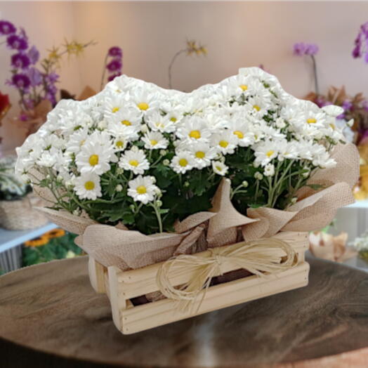 Margaridinha Branca Plantada na Jardineira Dupla com 2 Vasos