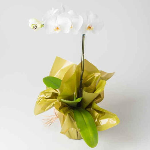 Planta Orquidea Phalenopsis branca