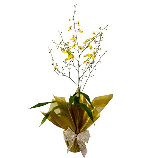 Orquidea chuva de ouro