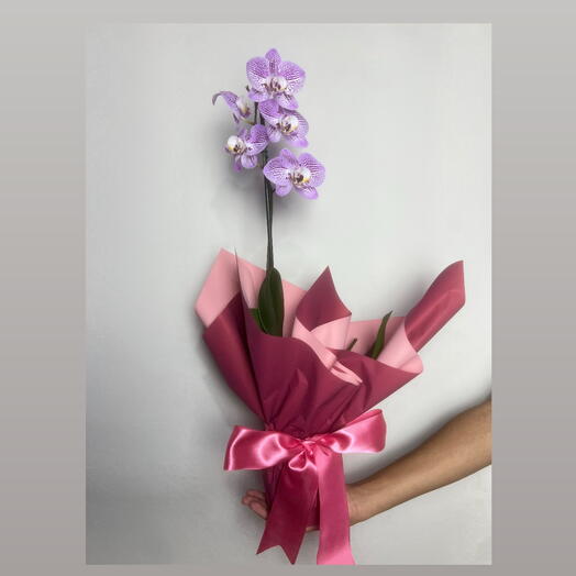 Orquidea Phalaenopsis