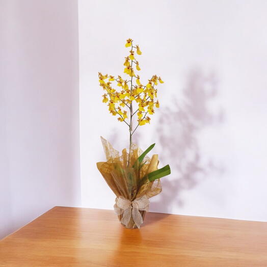 Orquidea chuva de ouro