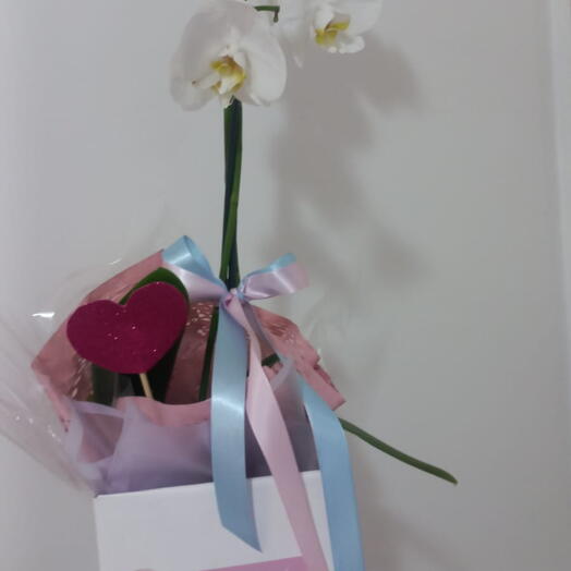 Box de Orquidea