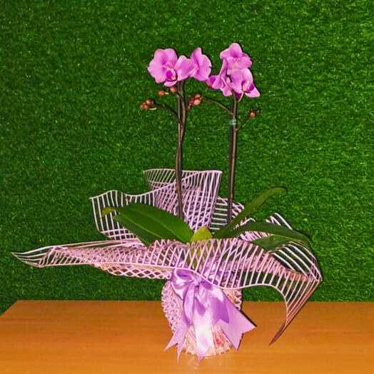 Mini Orquideas Phalaenopsis Lilas Vaso Metal