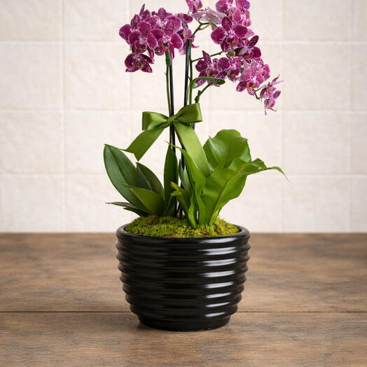 Orquidea Phalaenopsis Pink em Vaso | La Floricultura