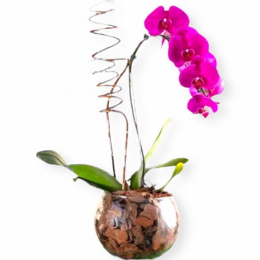 Orquidea Lilas e Vaso de Vidro