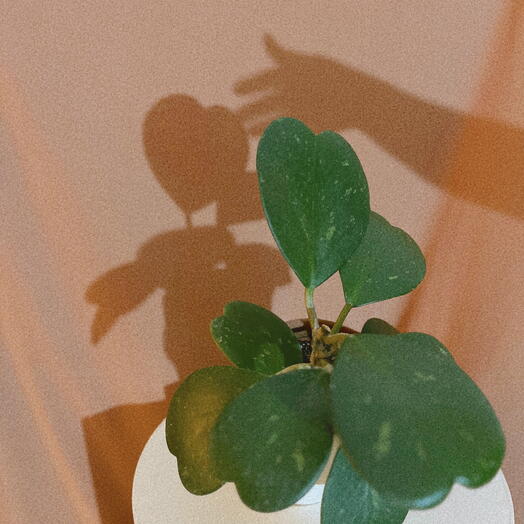Hoya kerrii