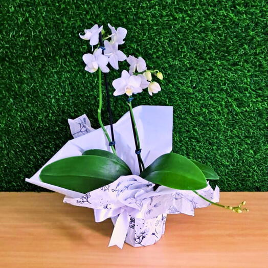 Mini Orquidea Branca  Phalaenopsis
