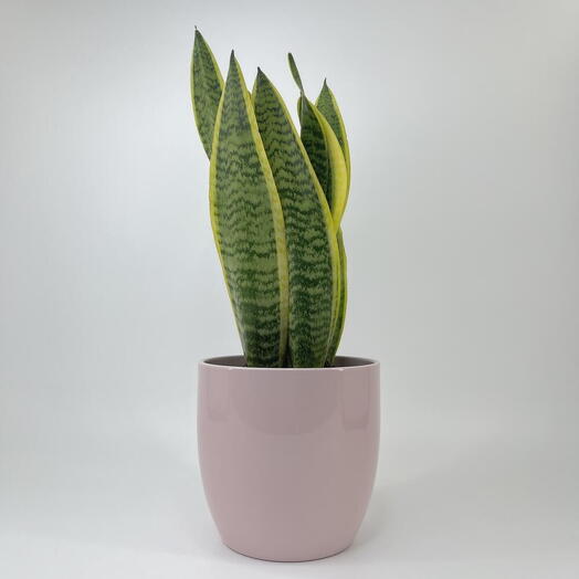 Sansevieria Laurenti diâmetro 16 cm em vaso de cerâmica