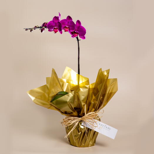 Orquidea lilas para Presente