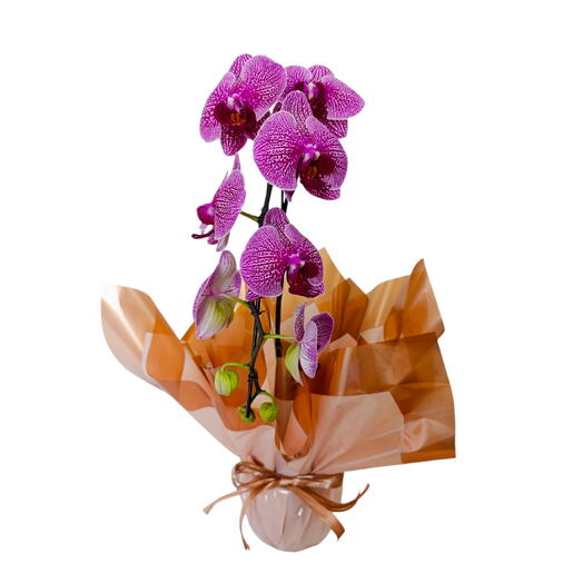 Orquidea phalaenopsis premium