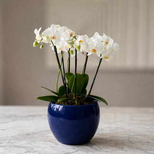 3 Orquideas Phalaenopsis Brancas em Vaso | La Floricultura