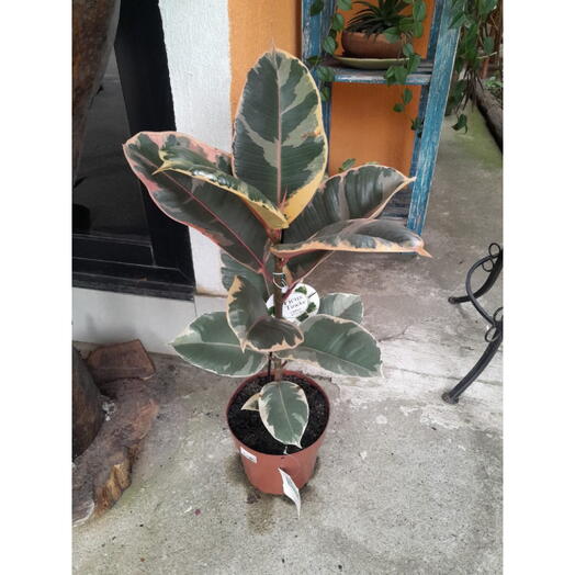 Ficus elastica variegata