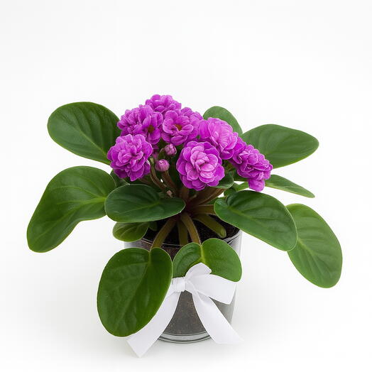 Violeta Encanto Roxo no Vaso