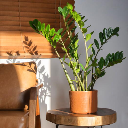 Zamioculca em Cachepot