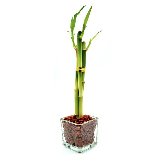 Vasinho de Vidro com Três Bambu da Sorte (Vermelho)