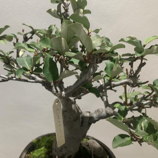 Bonsai eliagnus