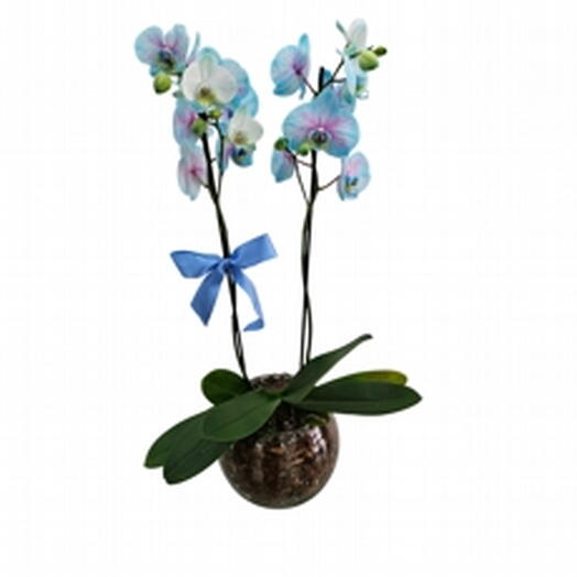 Orquidea Frozen Plantada