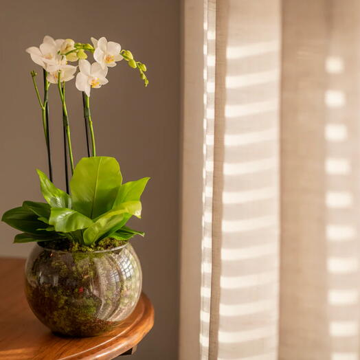 Arranjo de Mini Orquidea Phalaenopsis Branca em Vaso de Vidro | La Floricultura