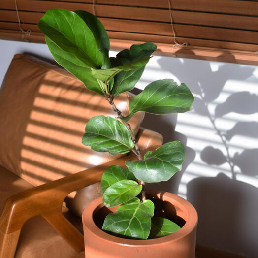 Ficus Lyrata em Cachepot