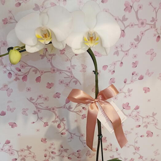 Orquidea Phalaenopsis 🤍