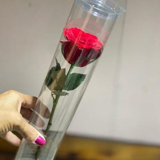 Rosa Solitaria