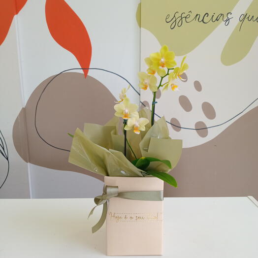 Mini orquidea verde na caixa