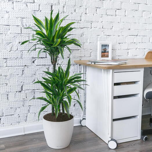 Planta de casa Dracaena Limão Lima