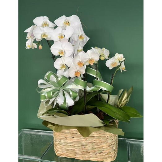 Arranjo Elegância de Orquideas