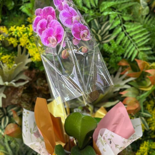 Orquidea Roxa c/ Rosa Clarinho