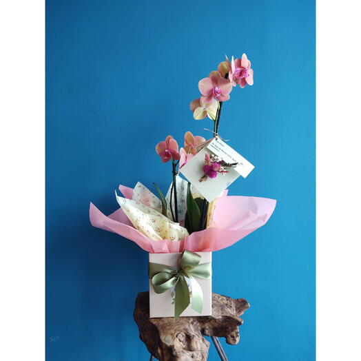 Orquidea Phalaenopsis