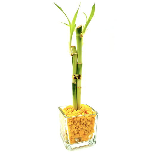 Vasinho de Vidro com Três Bambu da Sorte (Amarelo)