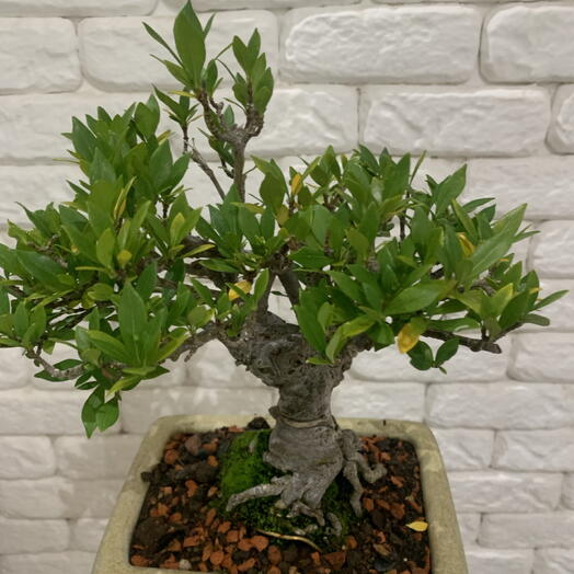 Bonsai Jasmin