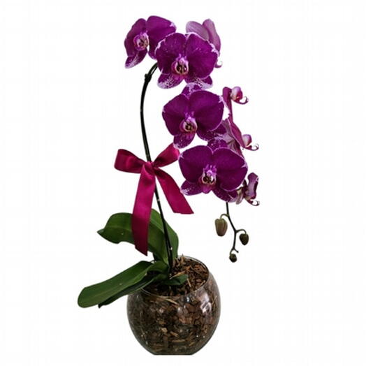 Orquidea Phalaenopsis Lilas Plantada