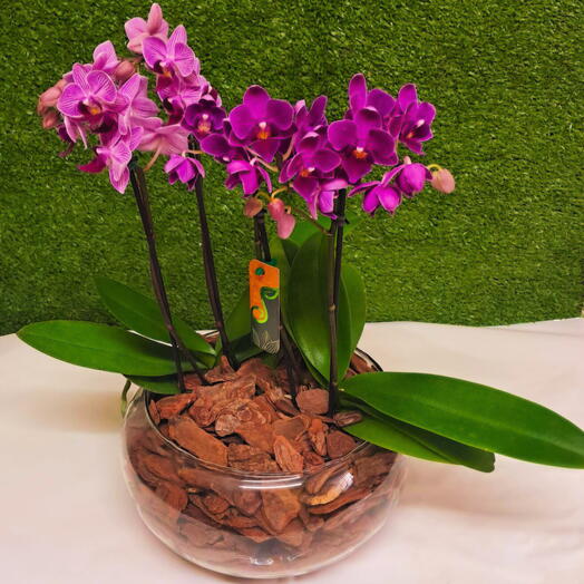 Arranjo com 2 mini orquideas phalaenopsis