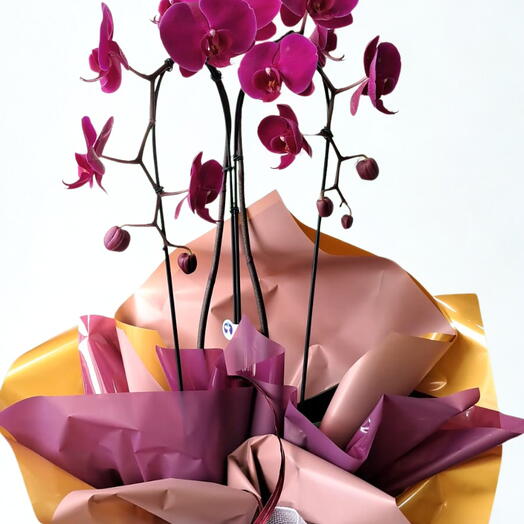 Orquidea Phaleanopsis 2 Hastes Roxa