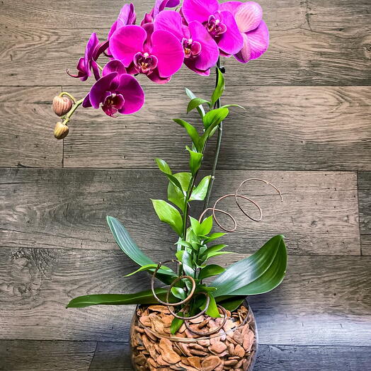 Orquidea Phalaenopsis cascata fucsia