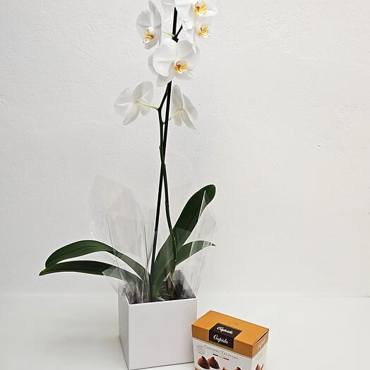 Box com Orquidea Phalaenopsis Branca com Trufas Belgas