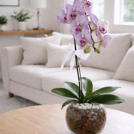 Orquidea especial cascata pigmentada