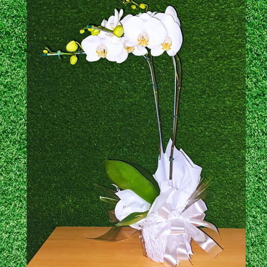 Orquidea Phalaenopsis Branca