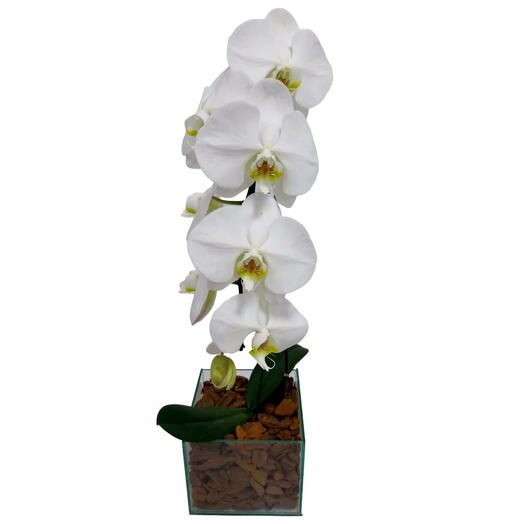 Phalaenopsis na Base de Vidro